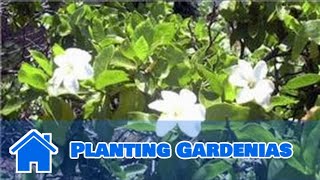 Gardening Tips  Planting Gardenias [upl. by Zed]