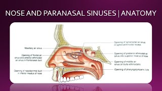 NOSE AND PARANASAL SINUSES  ANATOMY  SIMPLIFIED [upl. by Heydon]