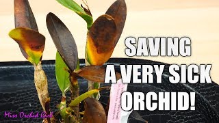 Saving a rotting Orchid  Cattleya with transport damage [upl. by Luelle]