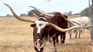 Texas Long Horn steers [upl. by Liz]