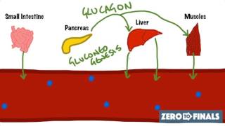 Blood Glucose Regulation and Diabetes [upl. by Ahsataj]