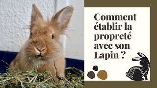 COMMENT ÉTABLIR LA PROPRETÉ AVEC SON LAPIN [upl. by Sorkin]