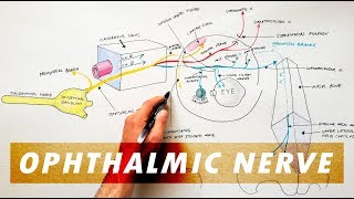 Trigeminal Nerve Anatomy  The Ophthalmic Nerve [upl. by Ecirrehs]