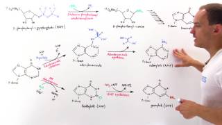 Purine Synthesis [upl. by Sices]