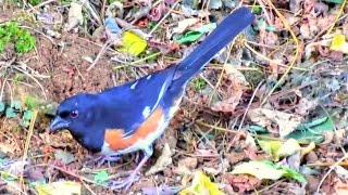 Eastern Towhee Male Territorial Calls [upl. by Ayotel]