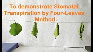 Four Leaves Experiment to demonstrate Stomatal transpiration [upl. by Manoop522]