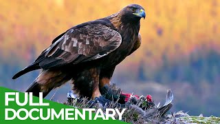 The Golden Eagle  Master of the Sky  Free Documentary Nature [upl. by Aciretehs]