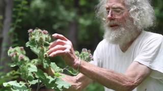 Arctium lappa Greater Burdock [upl. by Dloraj362]