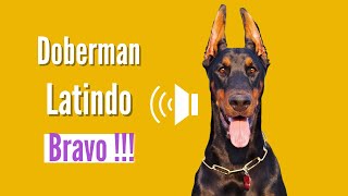 Doberman Latindo muito Bravo Latindo Alto [upl. by Cybil120]