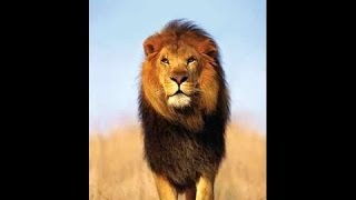 Les lions Africain Documentaire Animalier i [upl. by Eelanna]