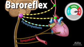 Baroreflex Regulation of Blood Pressure Animation [upl. by Warwick]