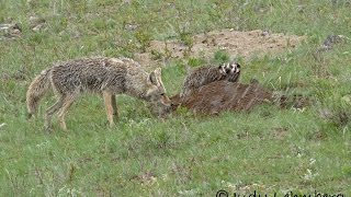 Rare  A Badger and a Coyote Hunting Together [upl. by Lennahs]