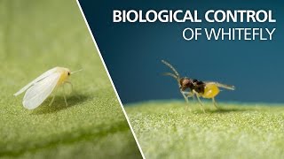 Biological control of whitefly  Encarsia Formosa [upl. by Selia]