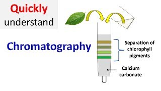 Chromatography [upl. by Wilmar]