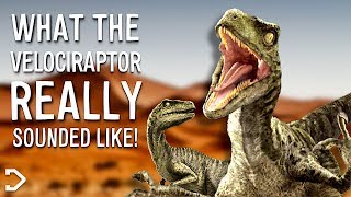 What Did The Velociraptor REALLY Sound Like [upl. by Ainessej489]