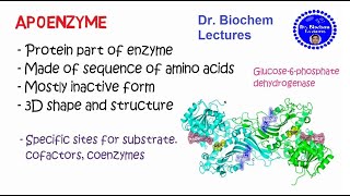 Enzymes Structure and Properties [upl. by Ardnic]