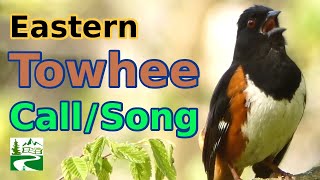 Eastern towhee bird call  song  sound [upl. by Cristin]