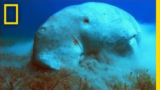 What in the World is a Dugong  National Geographic [upl. by Akayas638]