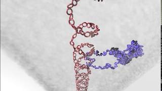 A Pathway for Mitotic Chromosome Formation [upl. by Yazbak321]