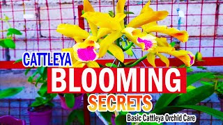 SECRETS on BLOOMING CATTLEYA  Cattleya Orchid Care [upl. by Isaac]