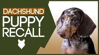 DACHSHUND RECALL TRAINING How To Train Your Dachshund Puppy Perfect Recall [upl. by Dorsy]