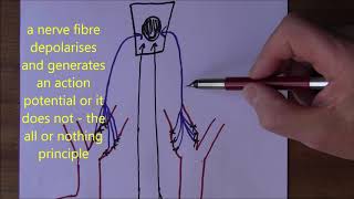 Cardiovascular System Regulation of blood pressure [upl. by Ettenuj]