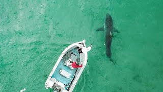 Great White Shark Attacks Boat in Australia  Original Footage [upl. by Ain]