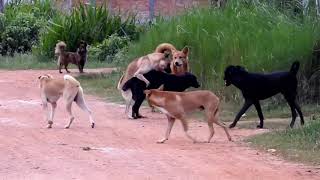 Amazing Smart Rural Dogs  Dog Meeting for the Summer Season in Village [upl. by Etoile798]