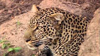 Revealing the Leopard  Nature Documentary HD [upl. by Nyvek]