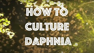 How To Culture Daphnia Magna [upl. by Adnauq91]