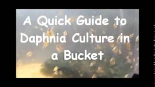 How to culture daphnia outside [upl. by Adaner548]