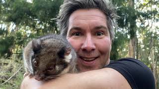 Manninghams Backyard Biodiversity Ringtail possum [upl. by Yrogreg580]