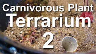 Growing Carnivorous Plants E2 Planting the Terrarium [upl. by Yedsnil908]