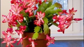 Care amp Culture of Christmas Cactus [upl. by Nooj]