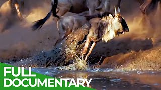 Wildlife Laws Only the Fastest Will Survive  Free Documentary Nature [upl. by Rolfe]