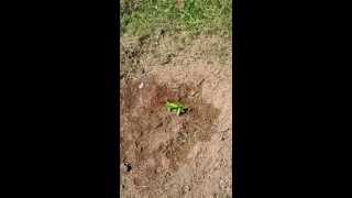 Planting Catalpa Catawba Trees From Seed How To [upl. by Nahta667]