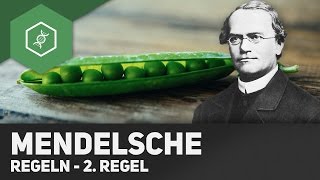 2 Mendelsche Regel  Spaltungsregel [upl. by Schiro]