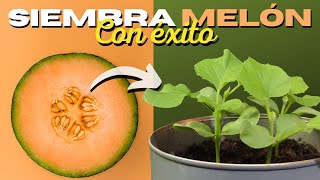 Cómo SEMBRAR MELÓN en CASA 🍈 2 Métodos ✅ [upl. by Kulseth246]