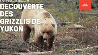 DOCUMENTAIRE ANIMALIER  DÉCOUVERTE DES GRIZZLIS DE YUKON  REPORTAGE COMPLET [upl. by Wood575]