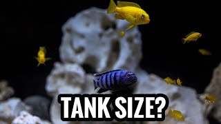 African Cichlids in Medium Sized Tanks [upl. by Yevrah675]