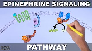 Epinephrine Signaling Pathway [upl. by Acirne692]