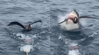 Savage Shark Snatches Bird From Water Surface [upl. by Annyahs]