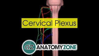 Cervical Plexus  Anatomy Tutorial [upl. by Harness223]