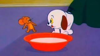 Tom and Jerry  Episode 80  Puppy Tale 1954 [upl. by Lenahc]