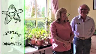 Cattleya Update With Rogers Orchids  discussing light amp indoor growing [upl. by Ian]