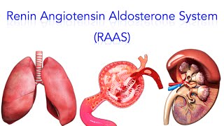 Renin Angiotensin Aldosterone System RAAS  MADE SUPER EASY [upl. by Ares296]