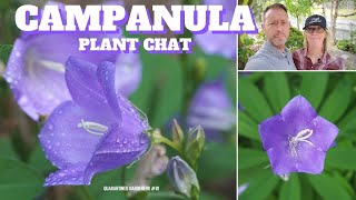 🔔 Campanula Bellflower Plant Chat  QG Day 81 🔔 [upl. by Bennet109]