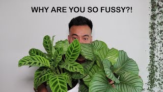 How To Care For Calathea  Houseplant Care Tips [upl. by Ramled]