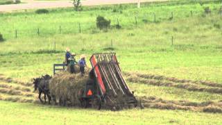 The Amish Way of Making Hay [upl. by Shafer]