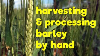 Harvesting amp processing Barley by hand [upl. by Ertnom]